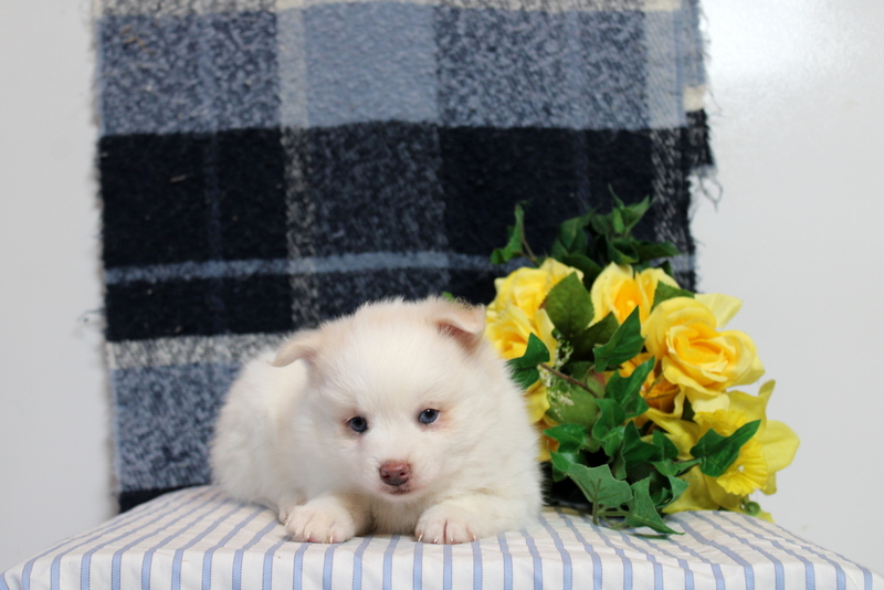 puppy, for, sale, Pomsky, Matthew B. Stoltzfus, dog, breeder, Gap, PA, dog-breeder, puppy-for-sale, forsale, nearby, find, puppyfind, locator, puppylocator, aca